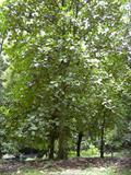 terap ، johey oak ، green pedalai ، madang ، tarap ، timadang